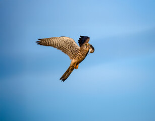 Turmfalke (Falco tinnunculus)