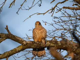 Turmfalke (Falco tinnunculus)