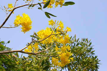 Silver trumpet tree, Tree of gold, Paraguayan silver trumpet tree