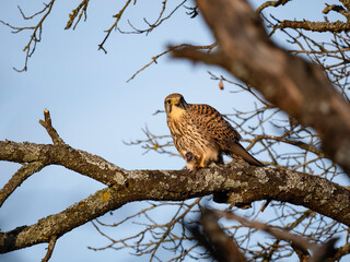 Turmfalke (Falco tinnunculus)