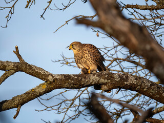 Turmfalke (Falco tinnunculus)