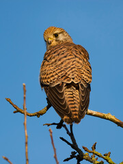 Turmfalke (Falco tinnunculus)
