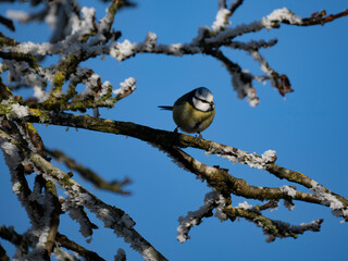 Blaumeise (Cyanistes caeruleu)