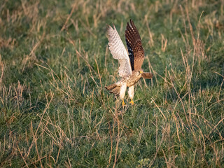 Turmfalke (Falco tinnunculus)