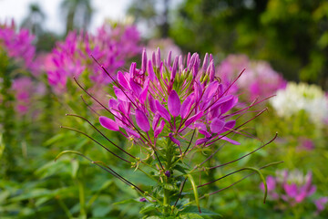Cleome spinosa flower in the park