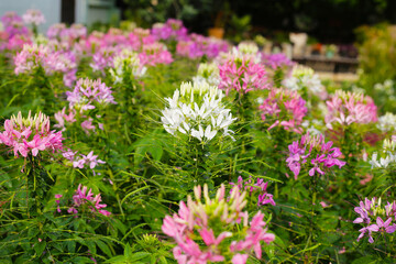 Obraz premium Cleome spinosa flower in the park