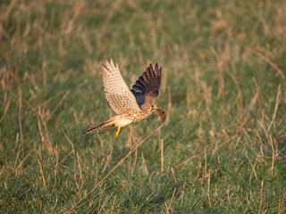 Turmfalke (Falco tinnunculus)