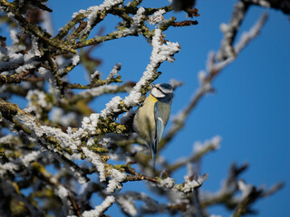 Blaumeise (Cyanistes caeruleu)