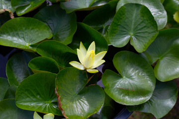 Beautiful water lily. Lotus flower with green leaves
