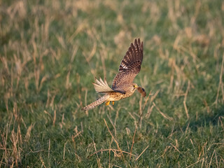 Turmfalke (Falco tinnunculus)