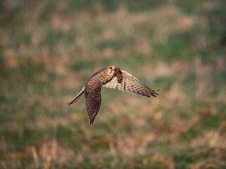 Turmfalke (Falco tinnunculus)