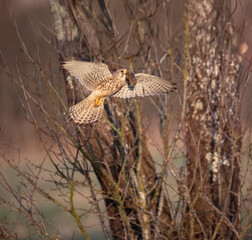 Turmfalke (Falco tinnunculus)