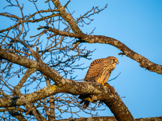 Turmfalke (Falco tinnunculus)
