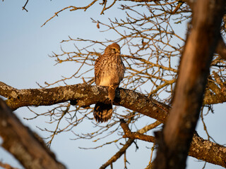 Turmfalke (Falco tinnunculus)