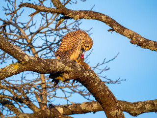 Turmfalke (Falco tinnunculus)