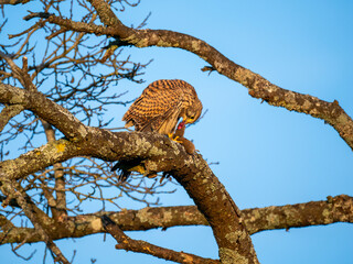 Turmfalke (Falco tinnunculus)