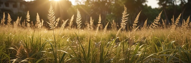 Fototapeta premium Delicate tropical grasses swaying in the golden sunlight, peaceful, grass, delicate