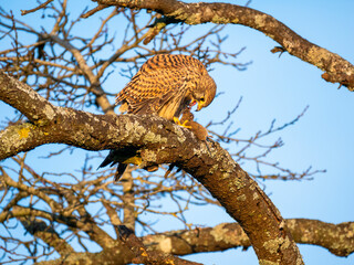 Turmfalke (Falco tinnunculus)