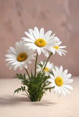 Obraz premium Minimalist white daisies against a soft pastel background, white, soft
