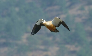 Ruddy shelduck flying