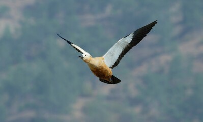 Ruddy shelduck flying
