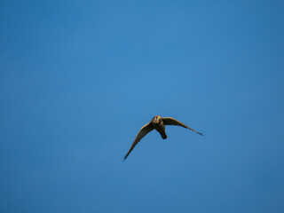 Turmfalke (Falco tinnunculus)