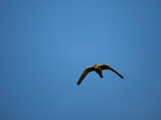 Turmfalke (Falco tinnunculus)