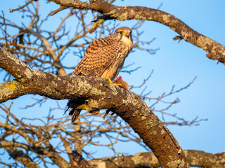 Turmfalke (Falco tinnunculus)