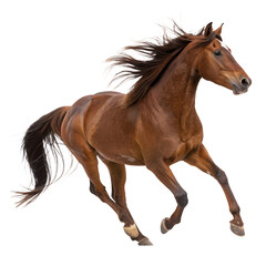 Naklejka premium Horse running isolated on transparent background Side view