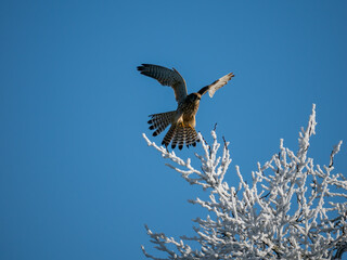 Turmfalke (Falco tinnunculus)
