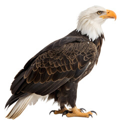 Obraz premium Bald Eagle - Haliaeetus leucocephalus isolated on transparent background