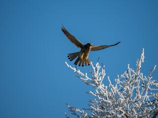 Turmfalke (Falco tinnunculus)