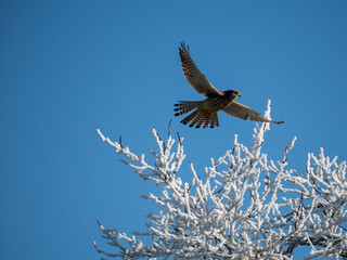 Turmfalke (Falco tinnunculus)