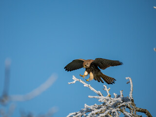 Turmfalke (Falco tinnunculus)