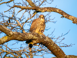 Turmfalke (Falco tinnunculus)