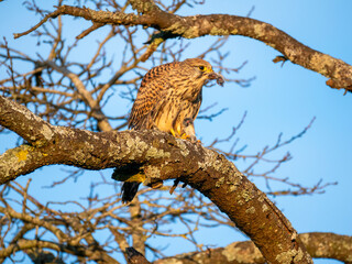 Turmfalke (Falco tinnunculus)