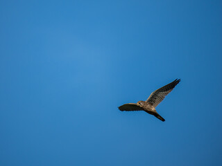 Turmfalke (Falco tinnunculus)