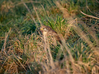 Turmfalke (Falco tinnunculus)