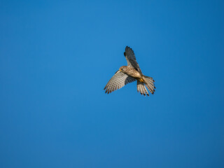 Obraz premium Turmfalke (Falco tinnunculus)