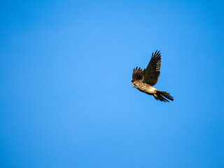 Turmfalke (Falco tinnunculus)