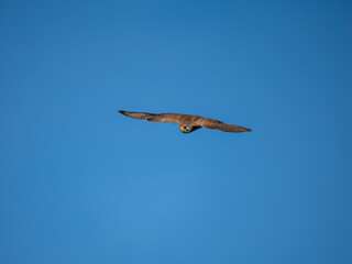 Turmfalke (Falco tinnunculus)