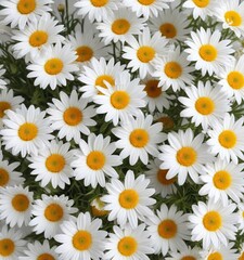 Fototapeta premium Top view of white daisies with sunny yellow centers scattered on a white surface, contrast, cheerful, delicate