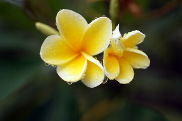 Fototapeta premium close-up of a frangipani flower after the rain, water droplets can be seen around the flower.