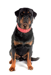 Fototapeta premium rottweiler in studio