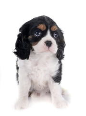 young cavalier king charles