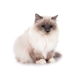 birman cat in studio
