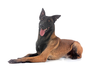 malinois in studio
