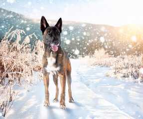 Naklejka premium malinois in snow