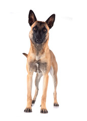 malinois in studio
