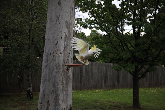 Cockatoo taking off from a hanging bird plate